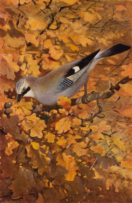 Jay de after Wilhelm Kuhnert