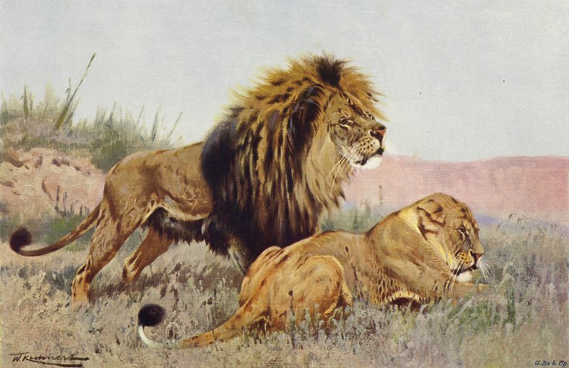 Leão e Leoa de after Wilhelm Kuhnert