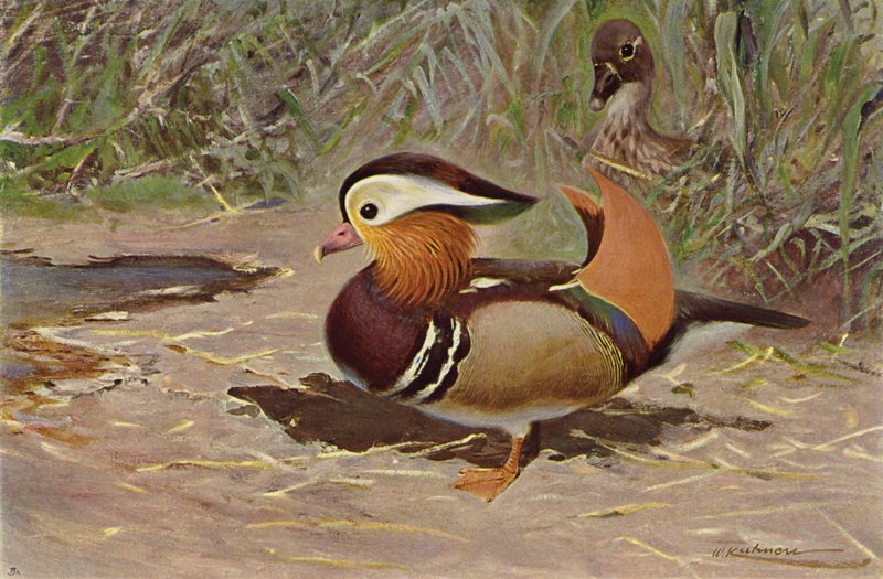 Pato Mandarim de after Wilhelm Kuhnert