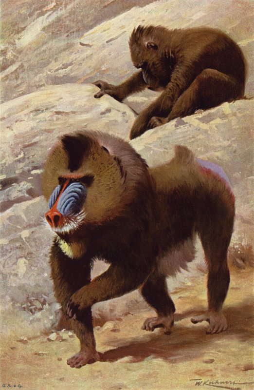 Mandril de after Wilhelm Kuhnert