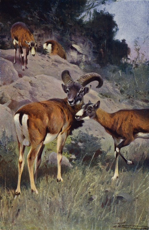 Mouflon de after Wilhelm Kuhnert