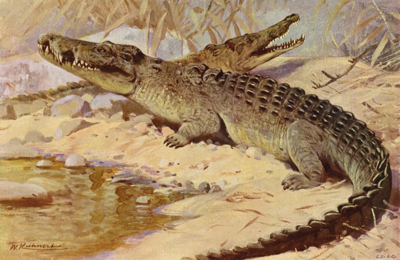 Crocodilo do Nilo de after Wilhelm Kuhnert