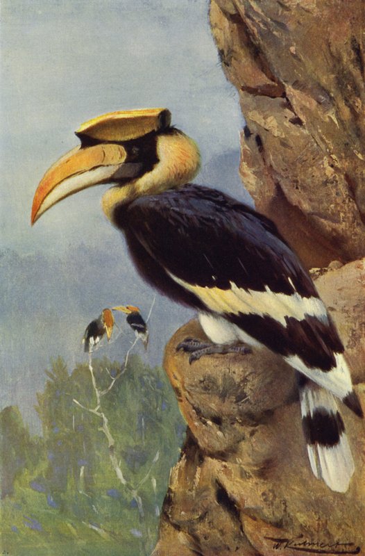 Calau-de-pied de after Wilhelm Kuhnert