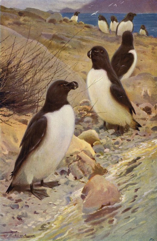 Razorbill de after Wilhelm Kuhnert