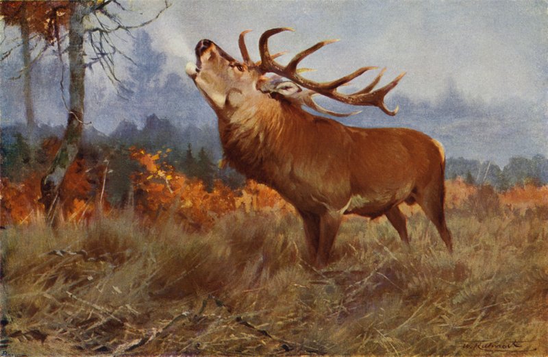 Veado vermelho de after Wilhelm Kuhnert