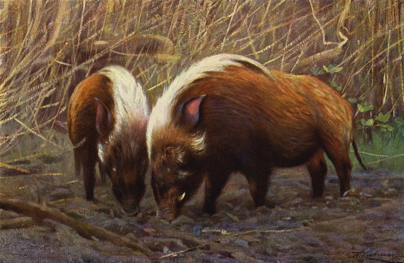 River-Hog de after Wilhelm Kuhnert
