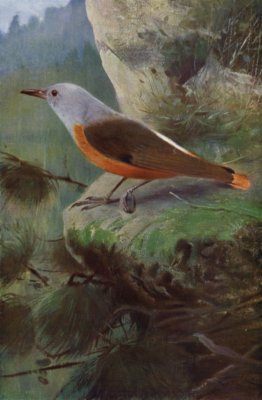 Sapinho de after Wilhelm Kuhnert