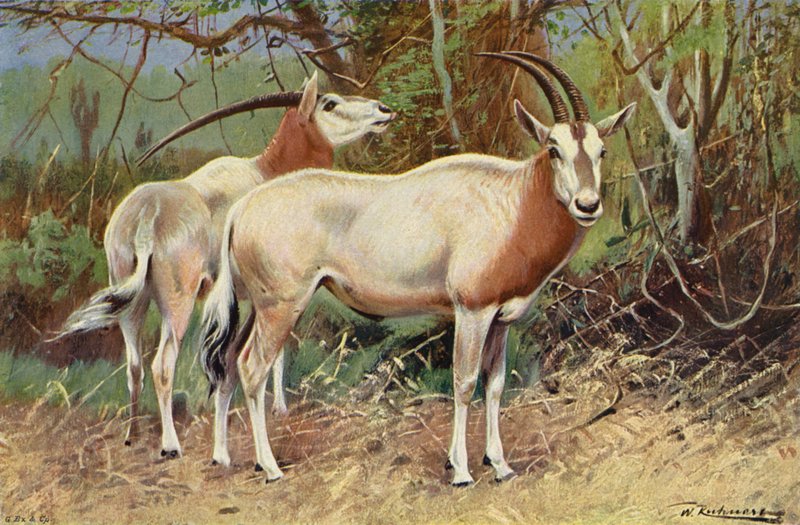 Antílope de areia de after Wilhelm Kuhnert