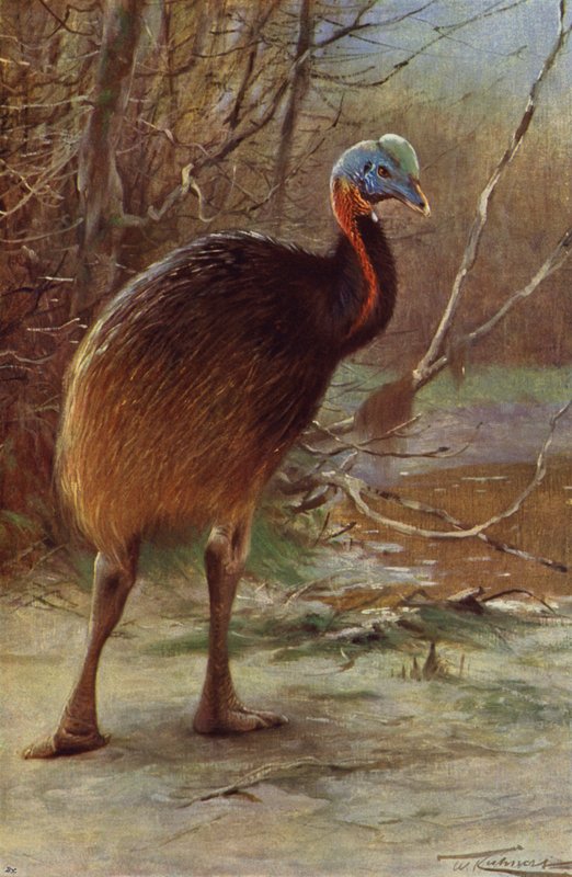 Cassowary Single-Wattled de after Wilhelm Kuhnert