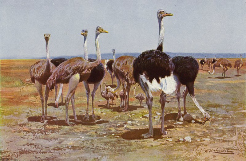 Avestruz Somali de after Wilhelm Kuhnert