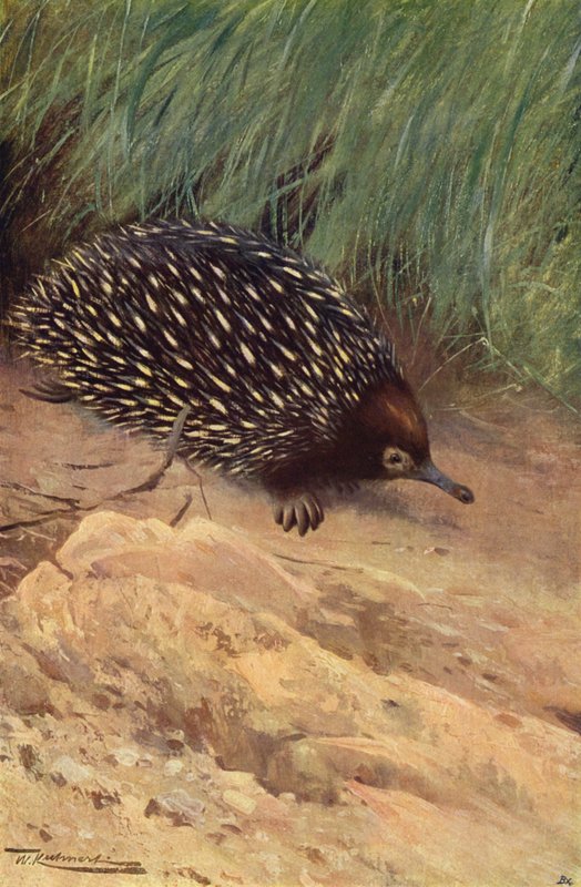 Spiny Ant-Eater de after Wilhelm Kuhnert