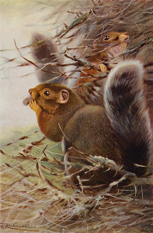 Esquilo de São Paulo de after Wilhelm Kuhnert