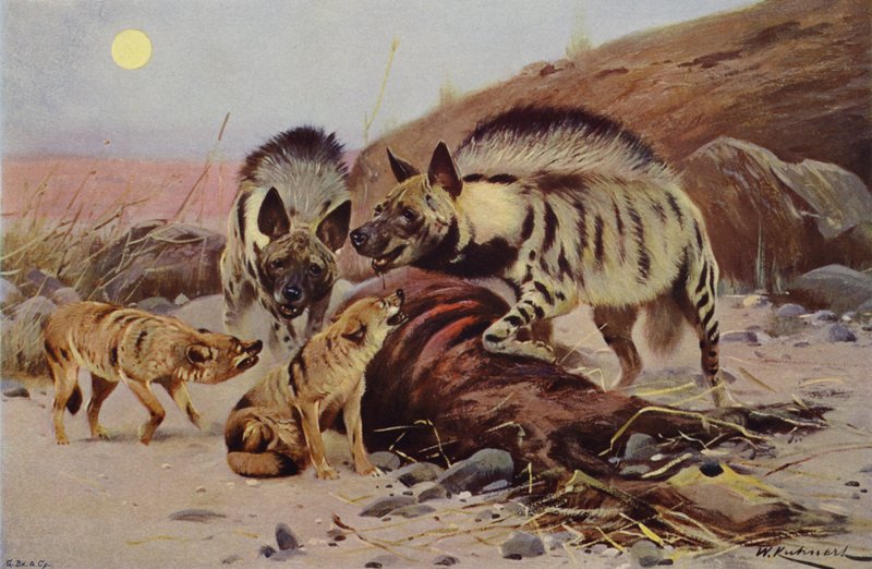 Hyaena e Jackal Listrados de after Wilhelm Kuhnert
