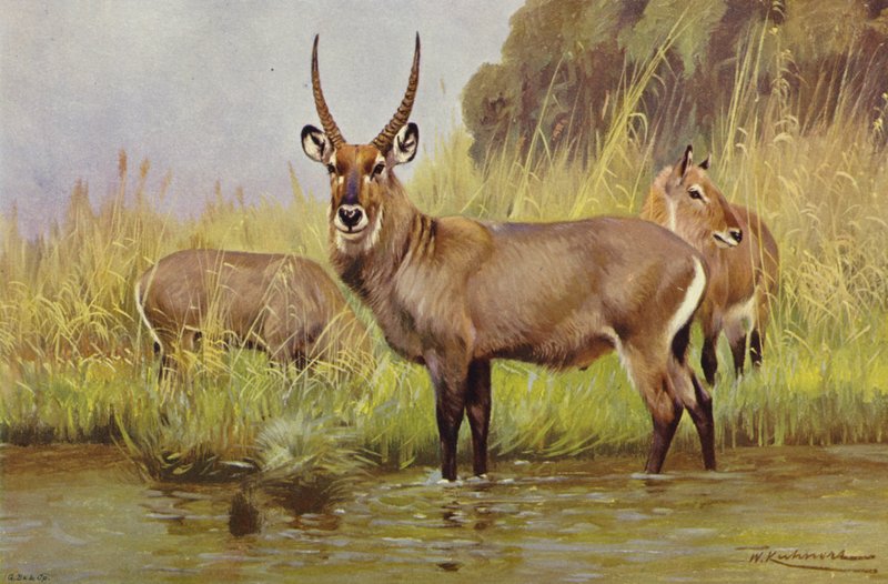 Waterbuck de after Wilhelm Kuhnert