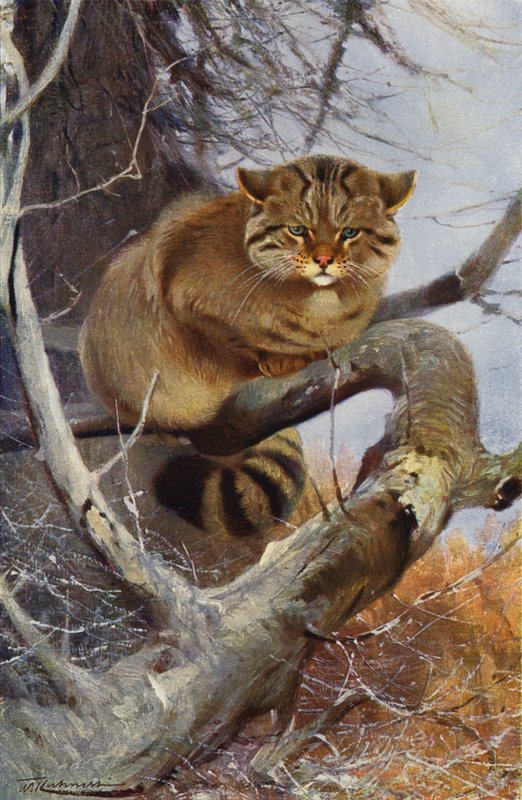 Gato selvagem de after Wilhelm Kuhnert