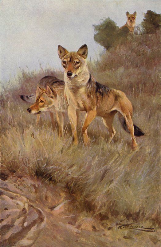Lobo de after Wilhelm Kuhnert