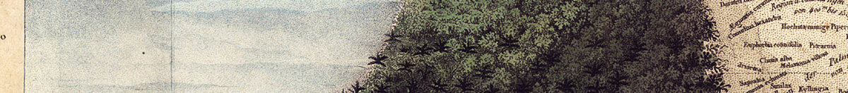 Geografia das plantas nos países tropicais, um estudo dos Andes, desenhada por Schoenberger e Turpin, impressa por Langlois, Paris (Baron Friedrich Alexander von Humboldt), Detail: Bewaldete Bergflanke