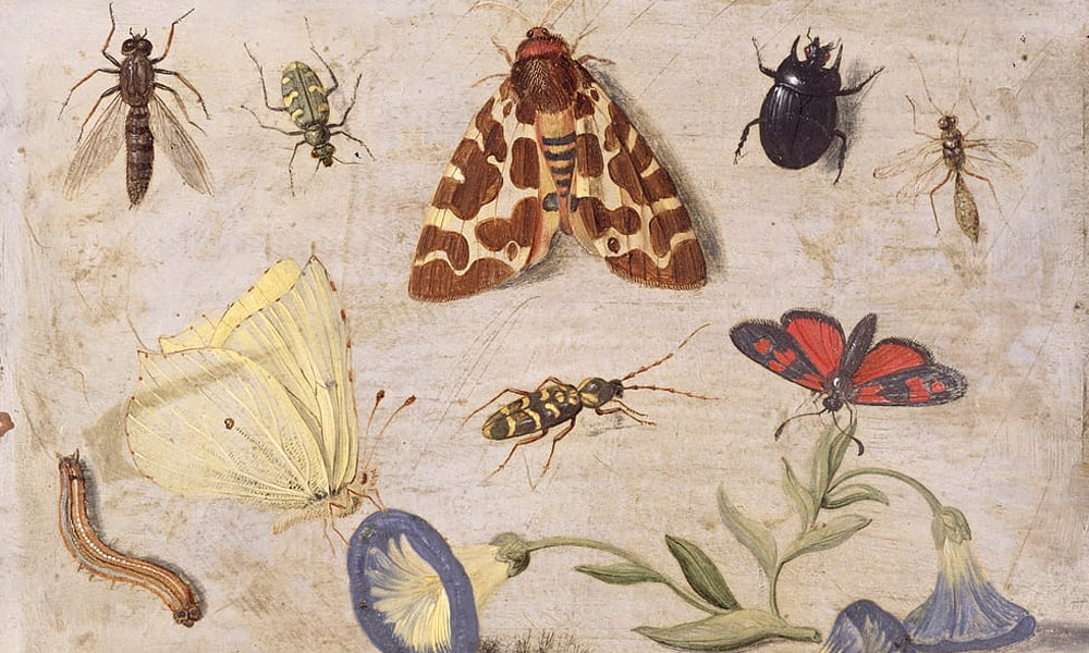 Insectos