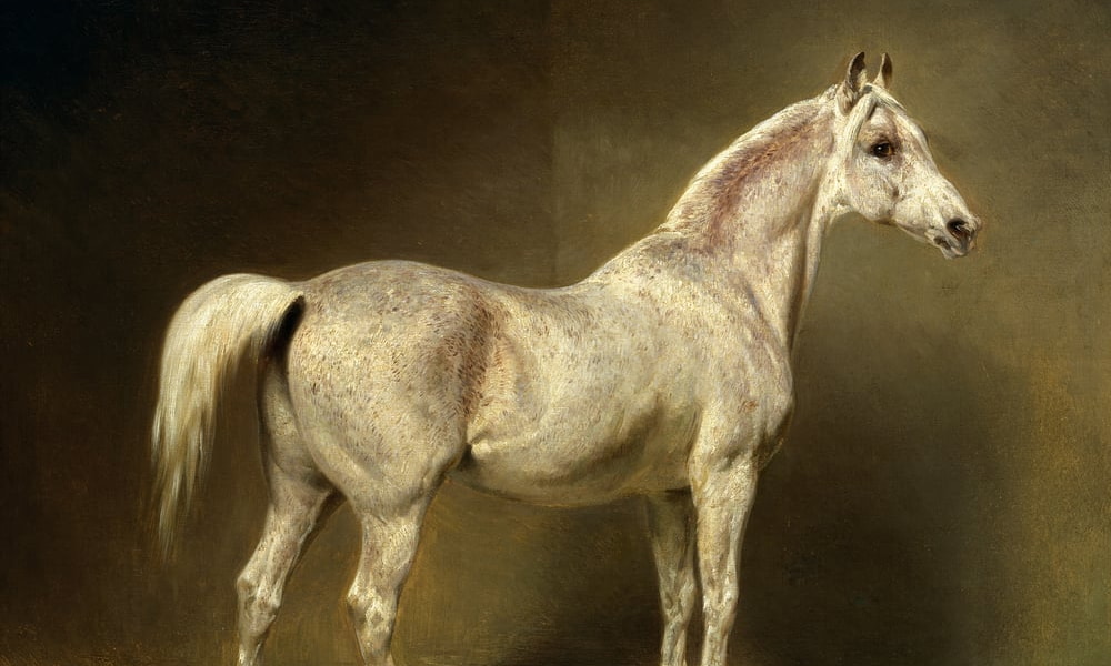 Cavalos