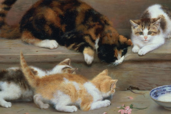 Animais de estimação