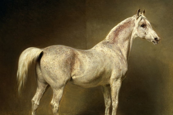 Cavalos