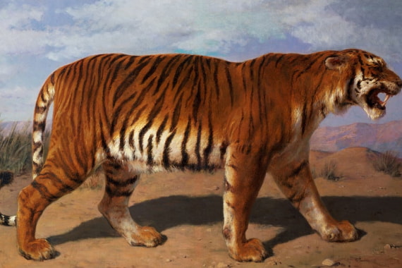 Animais Selvagens