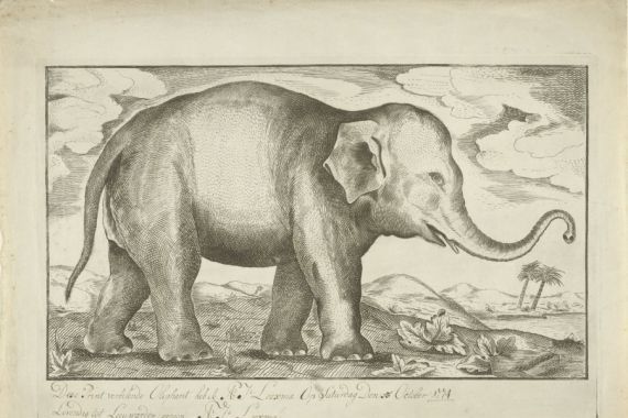 A.J. Looxma