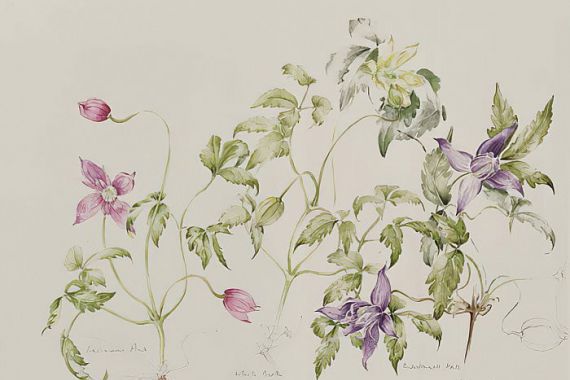 Alison Cooper