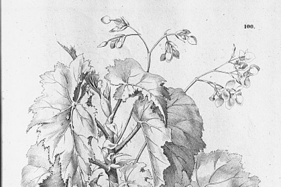 C.F.P.von Martius and auct. suc.