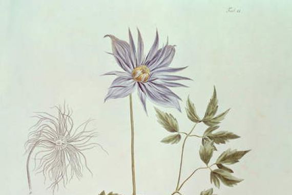Carl Friedrich von Ledebour
