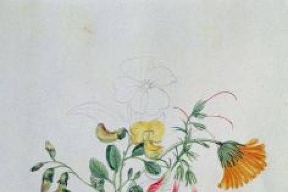 Caroline Louisa Meredith