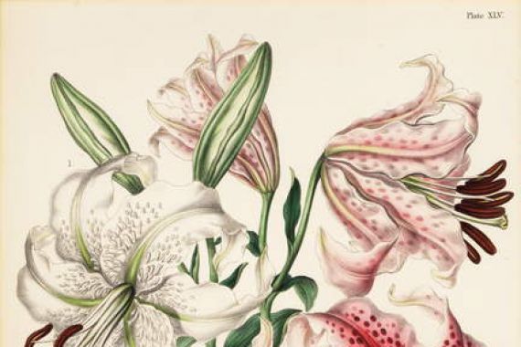Charlotte Caroline Sowerby