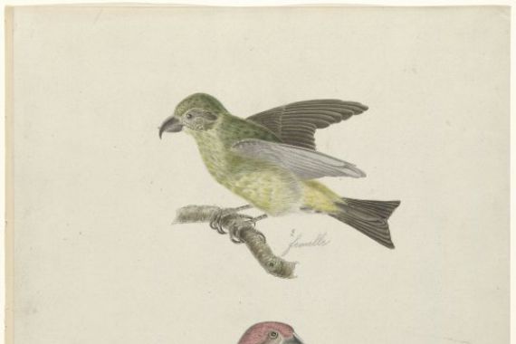 Christiaan Sepp (possibly)