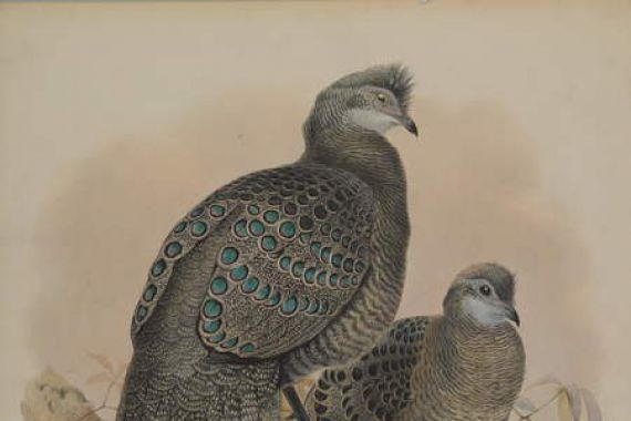 Daniel Giraud and Gould John Elliott