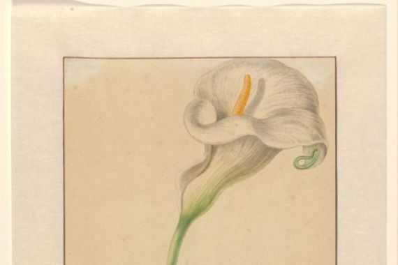 Elias van den Broeck (signed by artist)