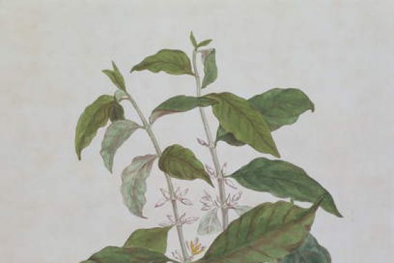 Genevieve Regnault de Nangis