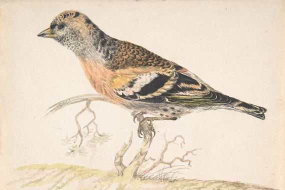 Gerardus van Veen