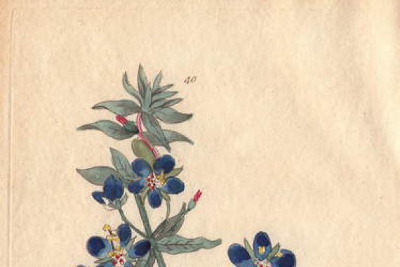 Henrietta Moriarty
