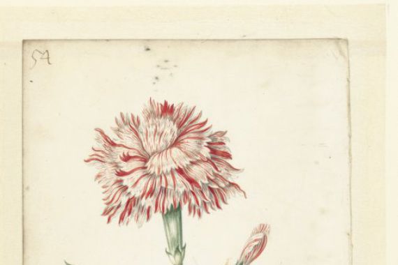 Jacob Marrel (possibly)