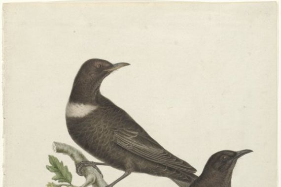 Jan Christiaan Sepp (possibly)