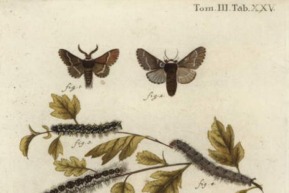 Johann Carl Bock