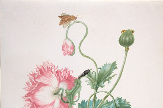 Johanna Helena Graff