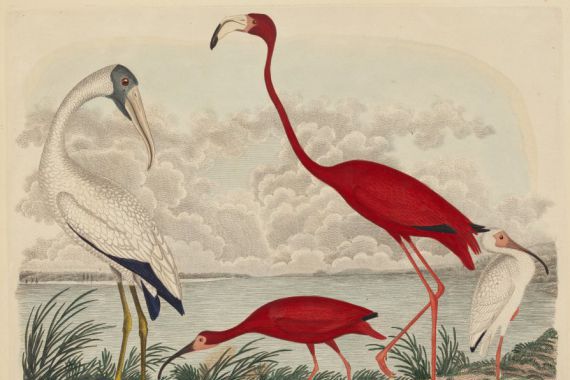 John G. Warnicke after Alexander Wilson