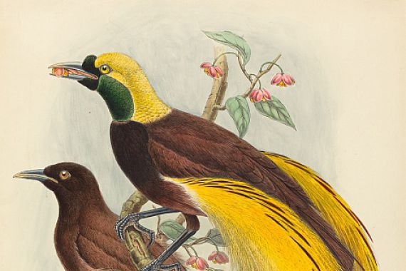 John Gould, William Matthew Hart