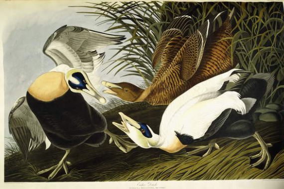John James (after) Audubon