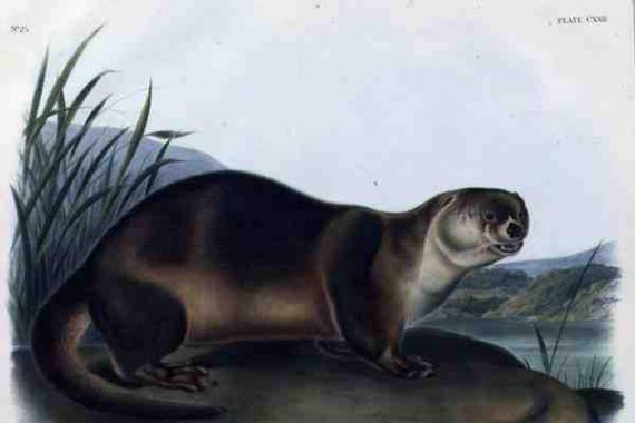 John Woodhouse (after) Audubon