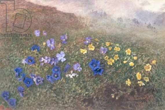 Kate fl.1873-96 Goodwin