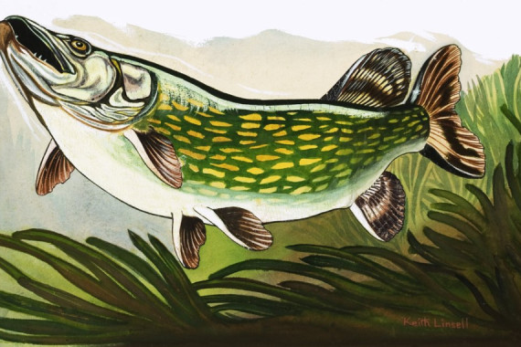 Keith Linsell