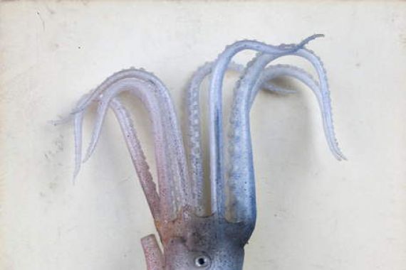 Leopold and Rudolph Blaschka