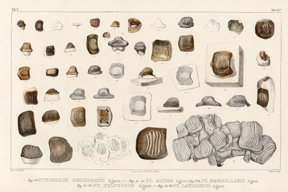 Louis Agassiz